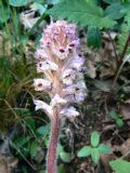 Orobanche picridis